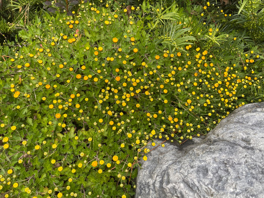 Chrysanthemum golden yellow ex Hokonui