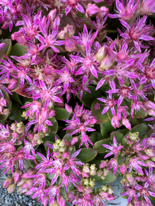 Phedimus obtusifolius syn. Sedum obtusifolium