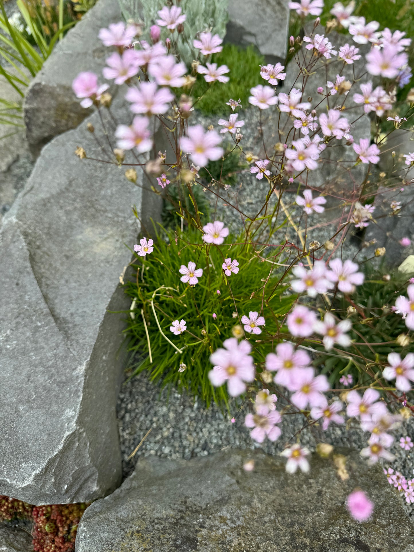 Gypsophila tenuifolium