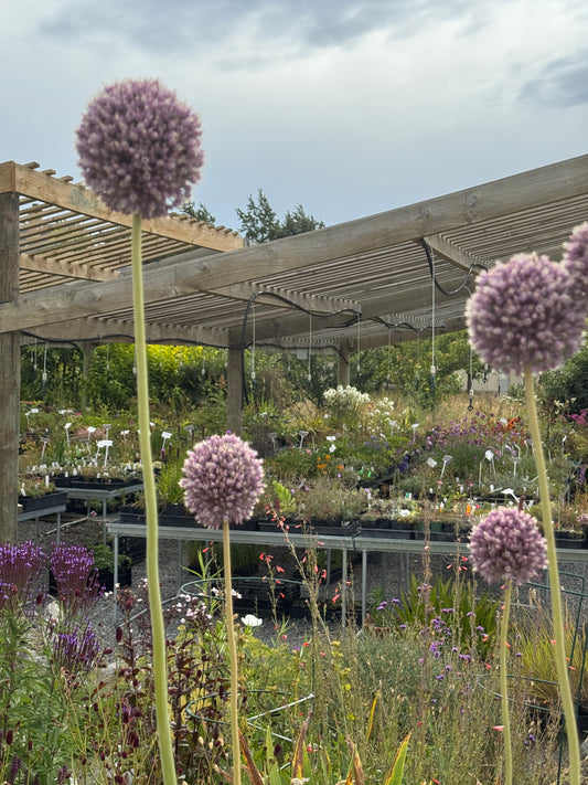 Allium giganteum