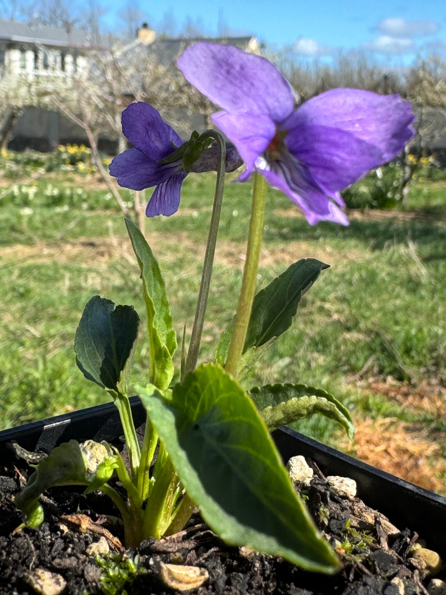 Viola yedonensis