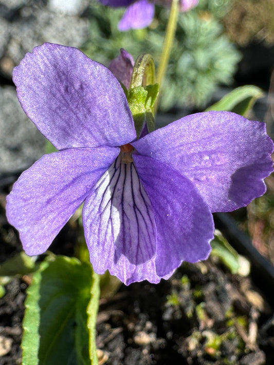 Viola yedonensis