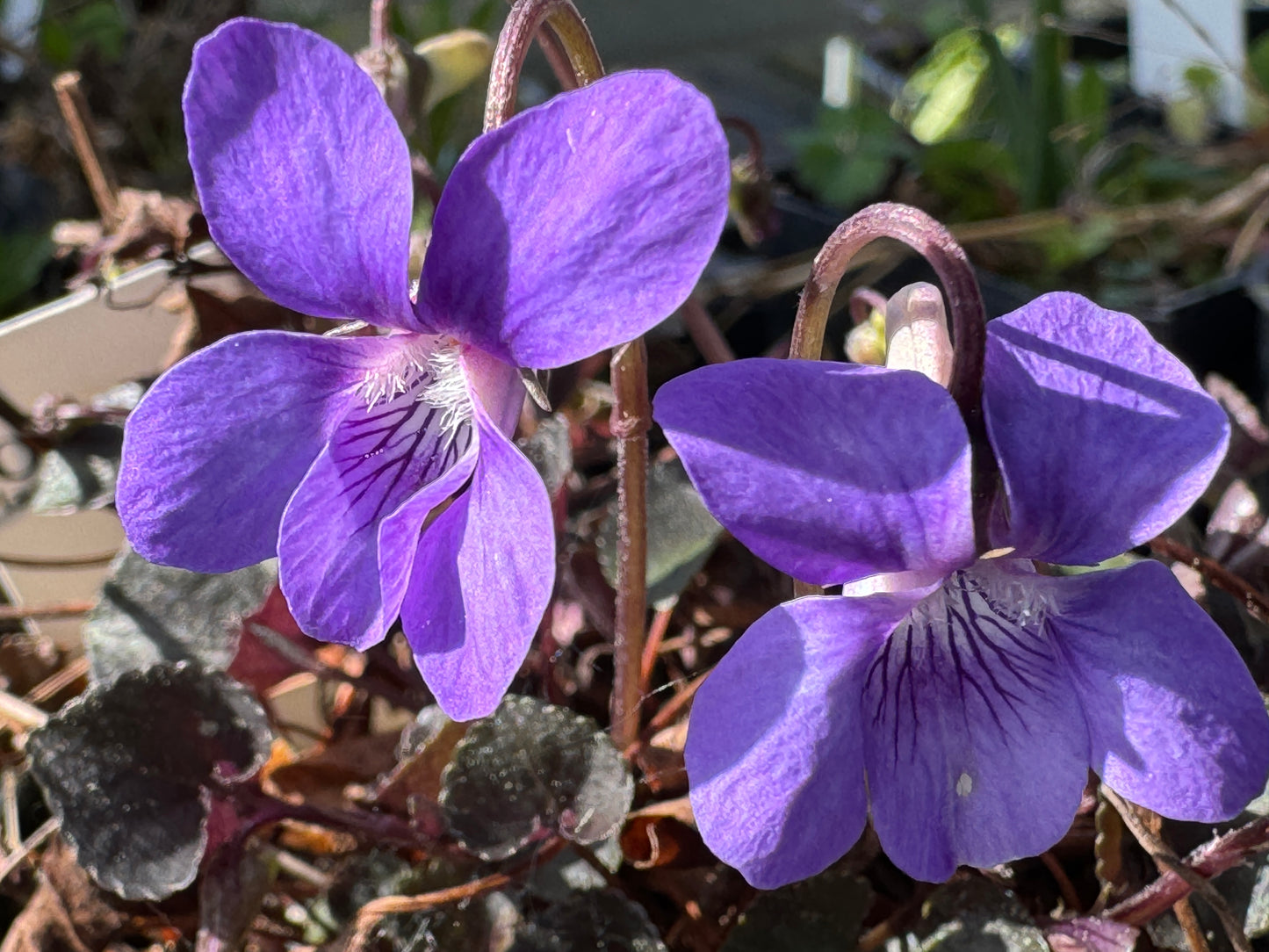 viola labradorica purpurea