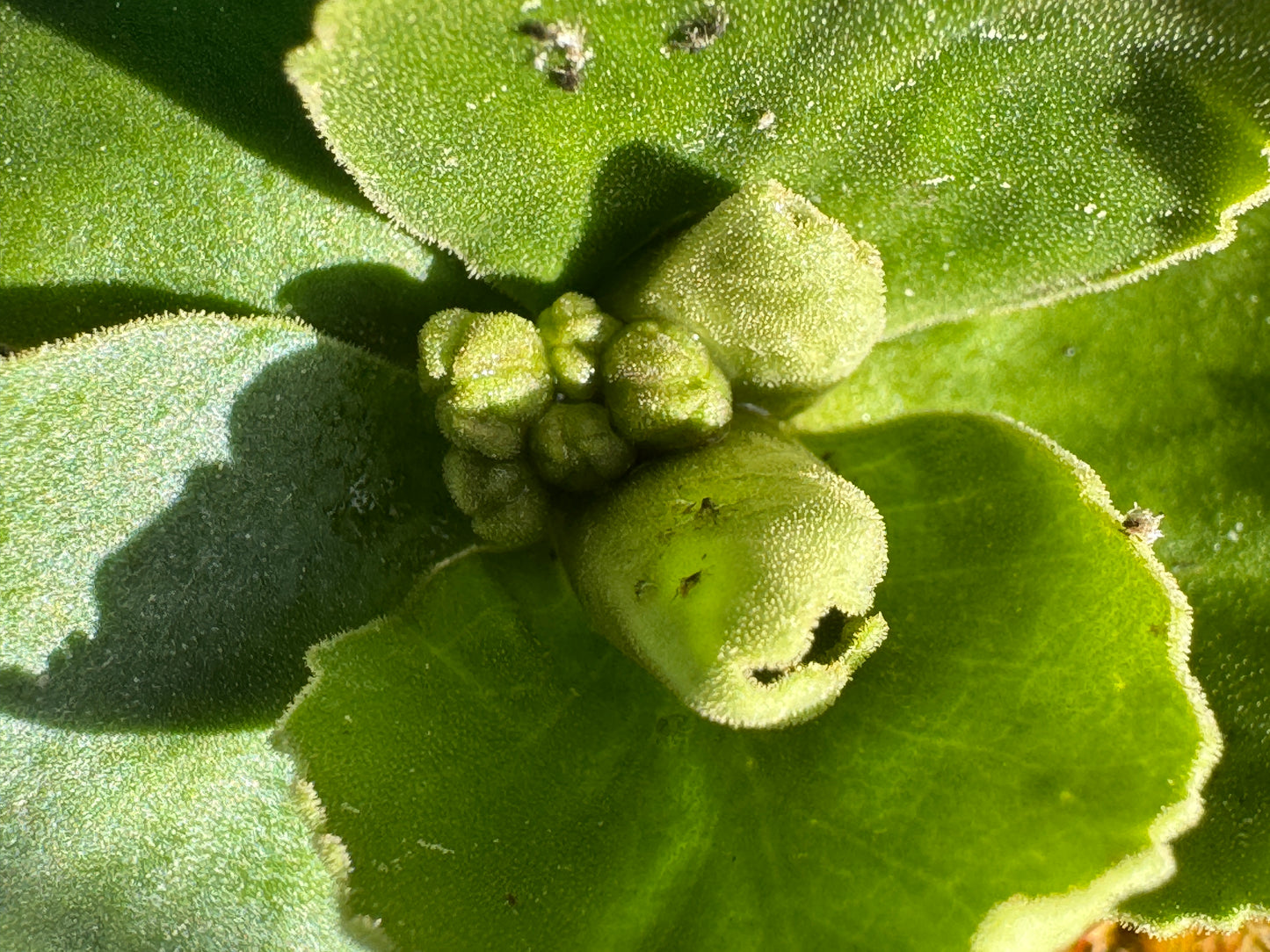 Primula auricula 'Blairside Yellow'