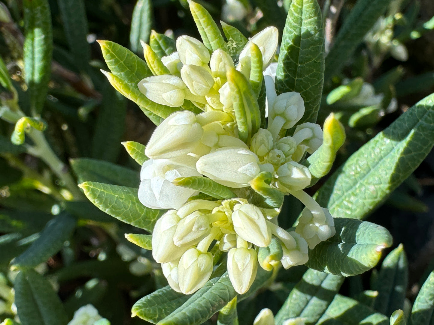 Andromeda polifolia 'Compact alba'