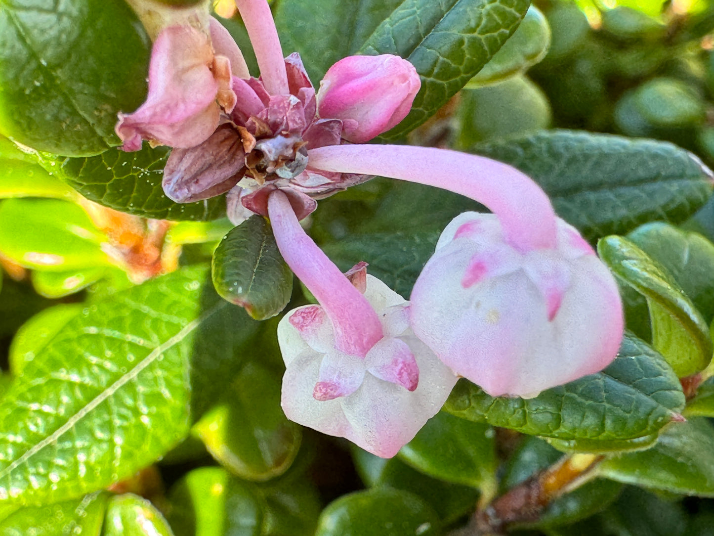 Andromeda polifolia 'Shibutsu'