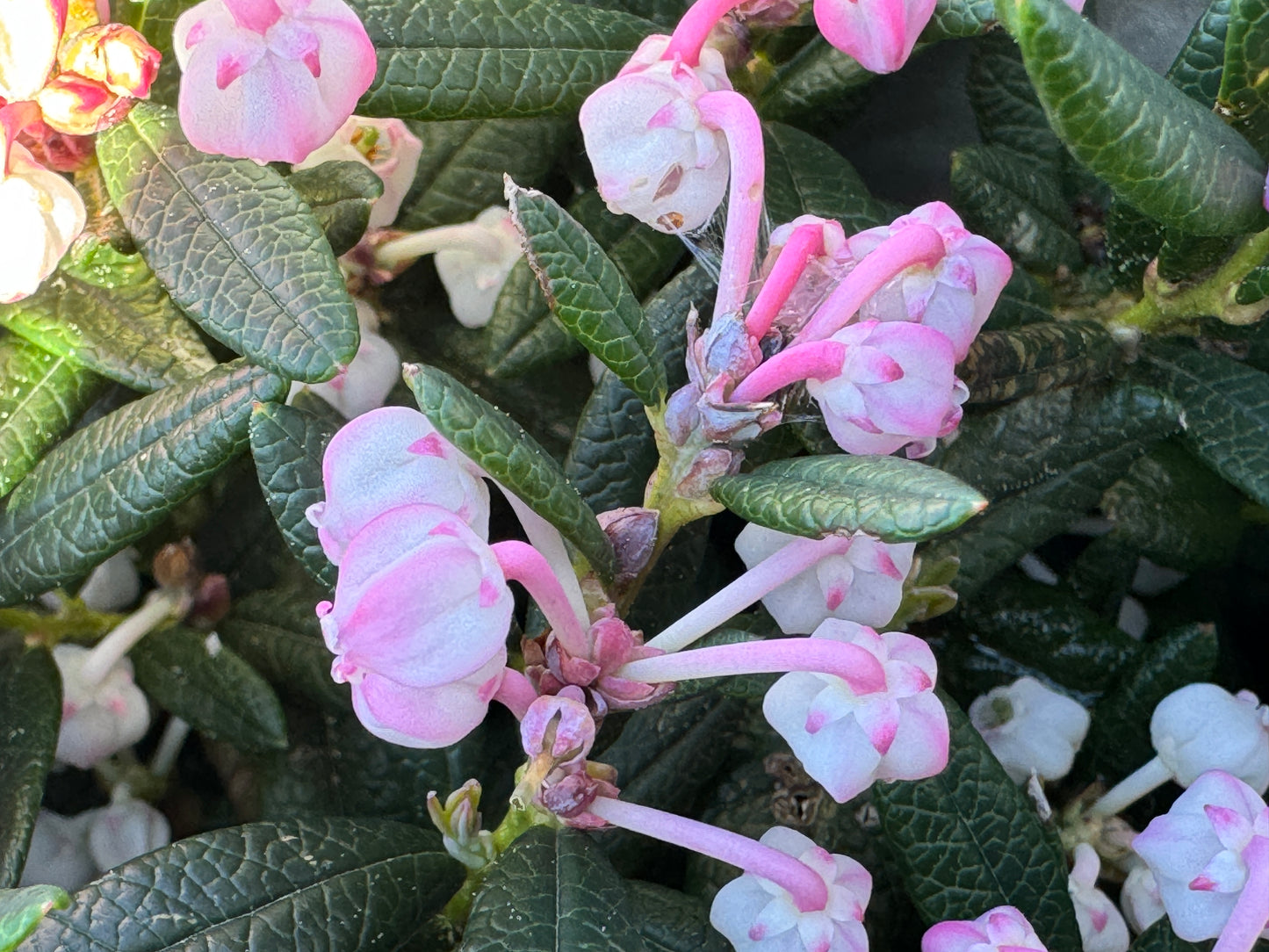 Andromeda polifolia 'Shibutsu'