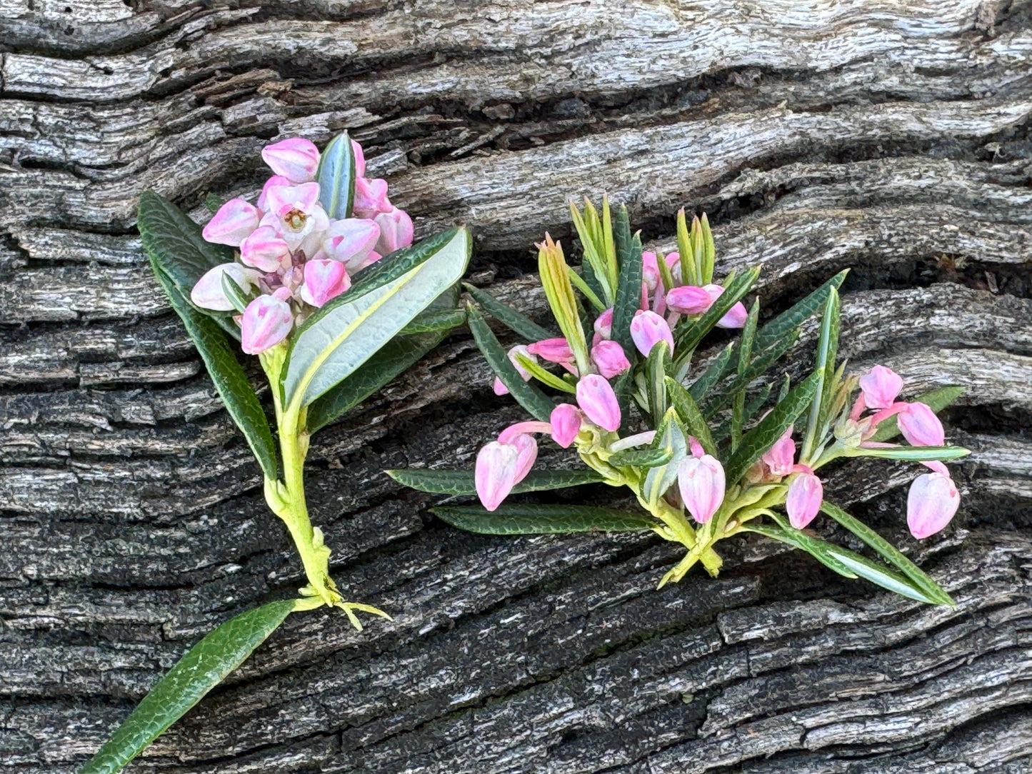 Andromeda polifolia 'Shibutsu'