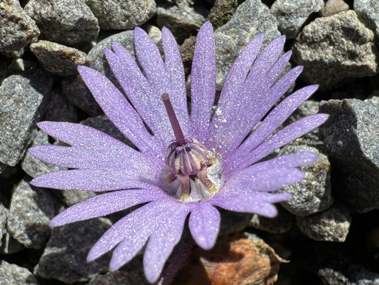 Soldanella montana