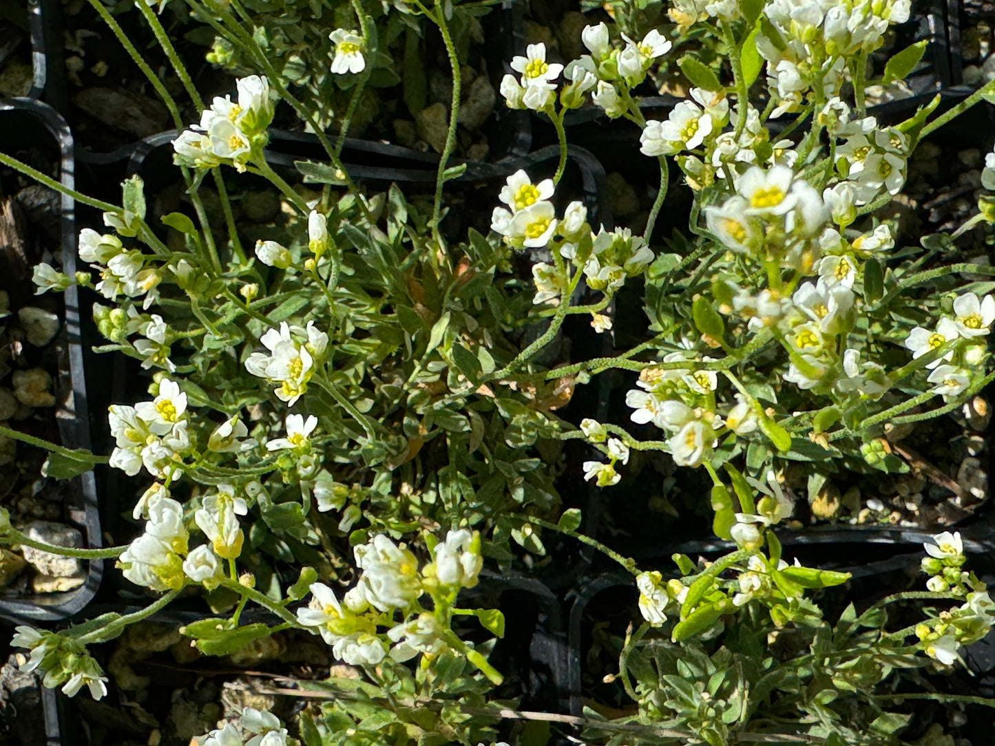 Draba stellata