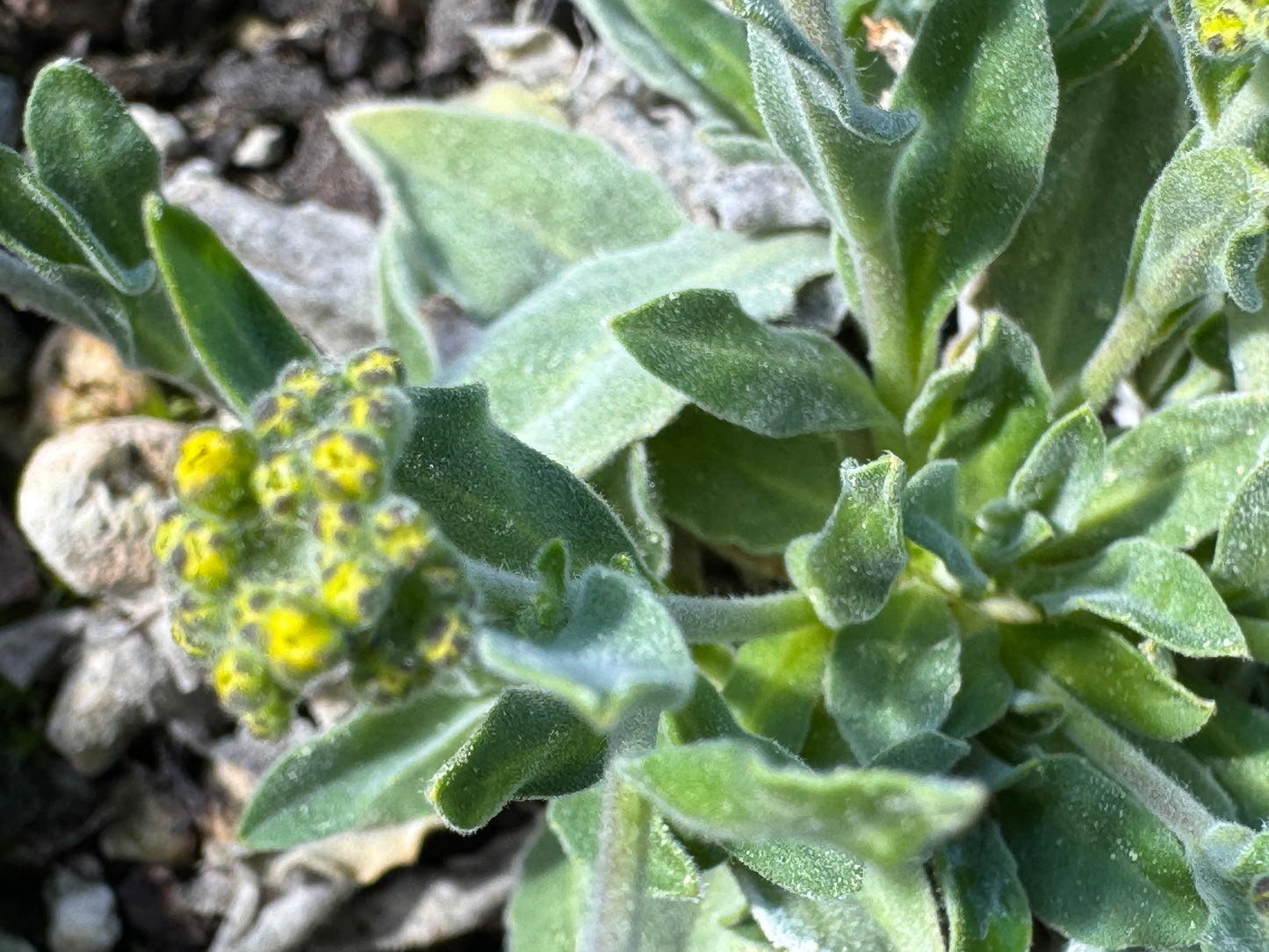 Alyssum saxatilis   now Aurinia saxatilis subsp. arduini