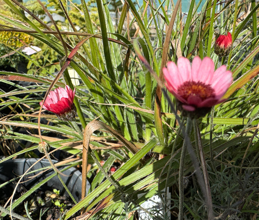 Chrysanthemum mawii 'Ruapuna'