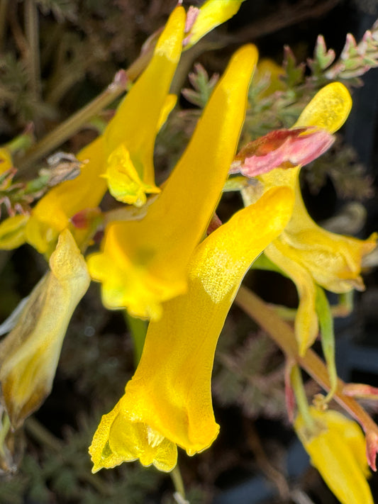 Corydalis cheilanthifolia