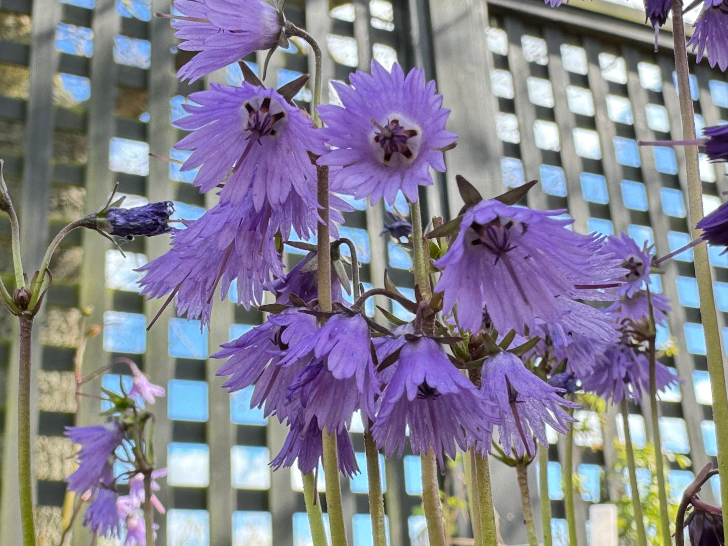 Soldanella carpatica