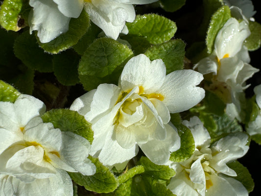 Primula Southwell white jack in the green 'Dawn Ansell'