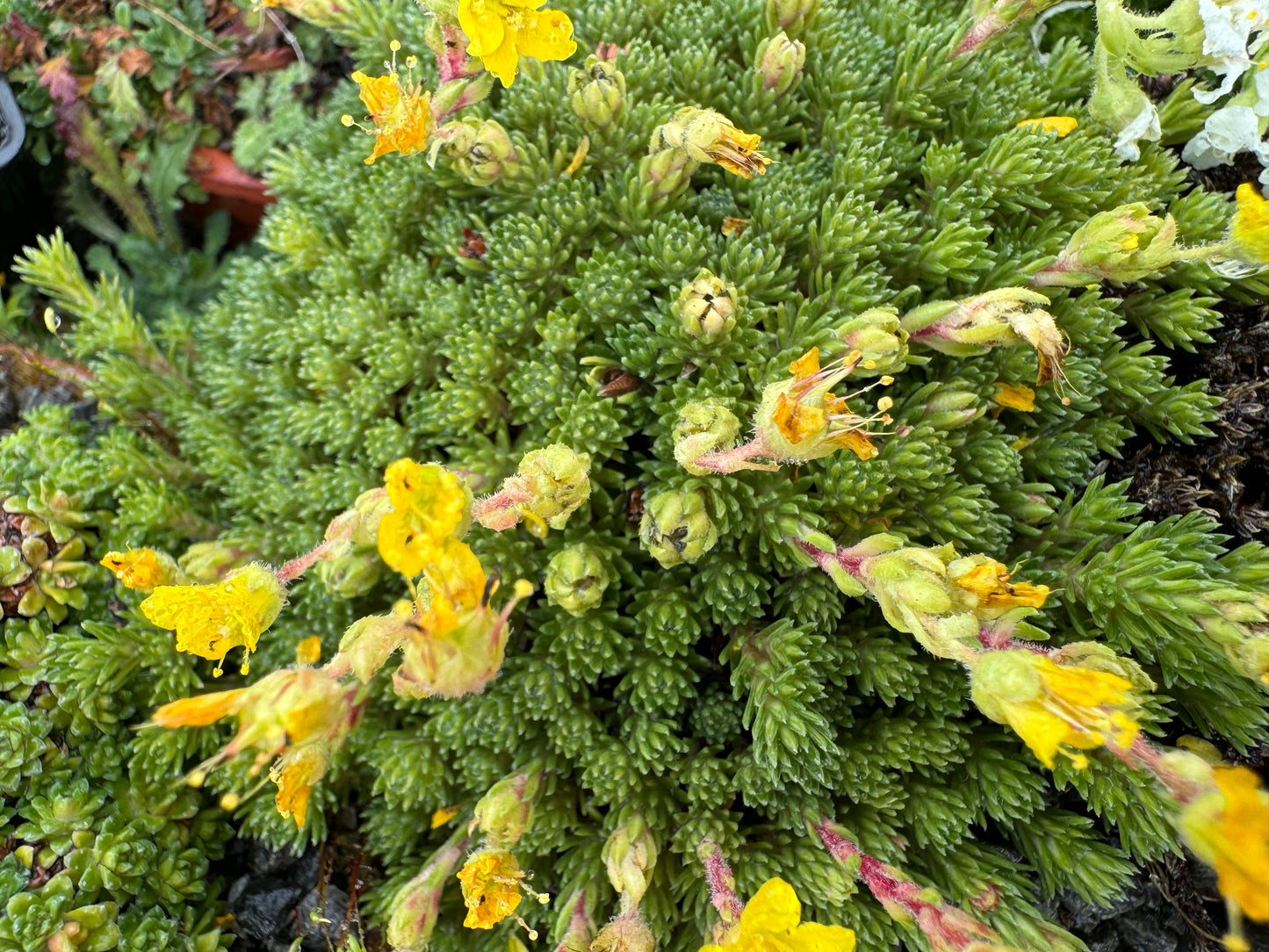 Saxifraga x borisii