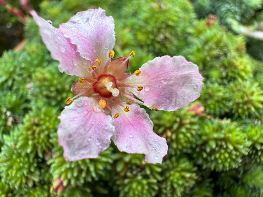 Saxifraga x megasaefolia 'Robin Hood'