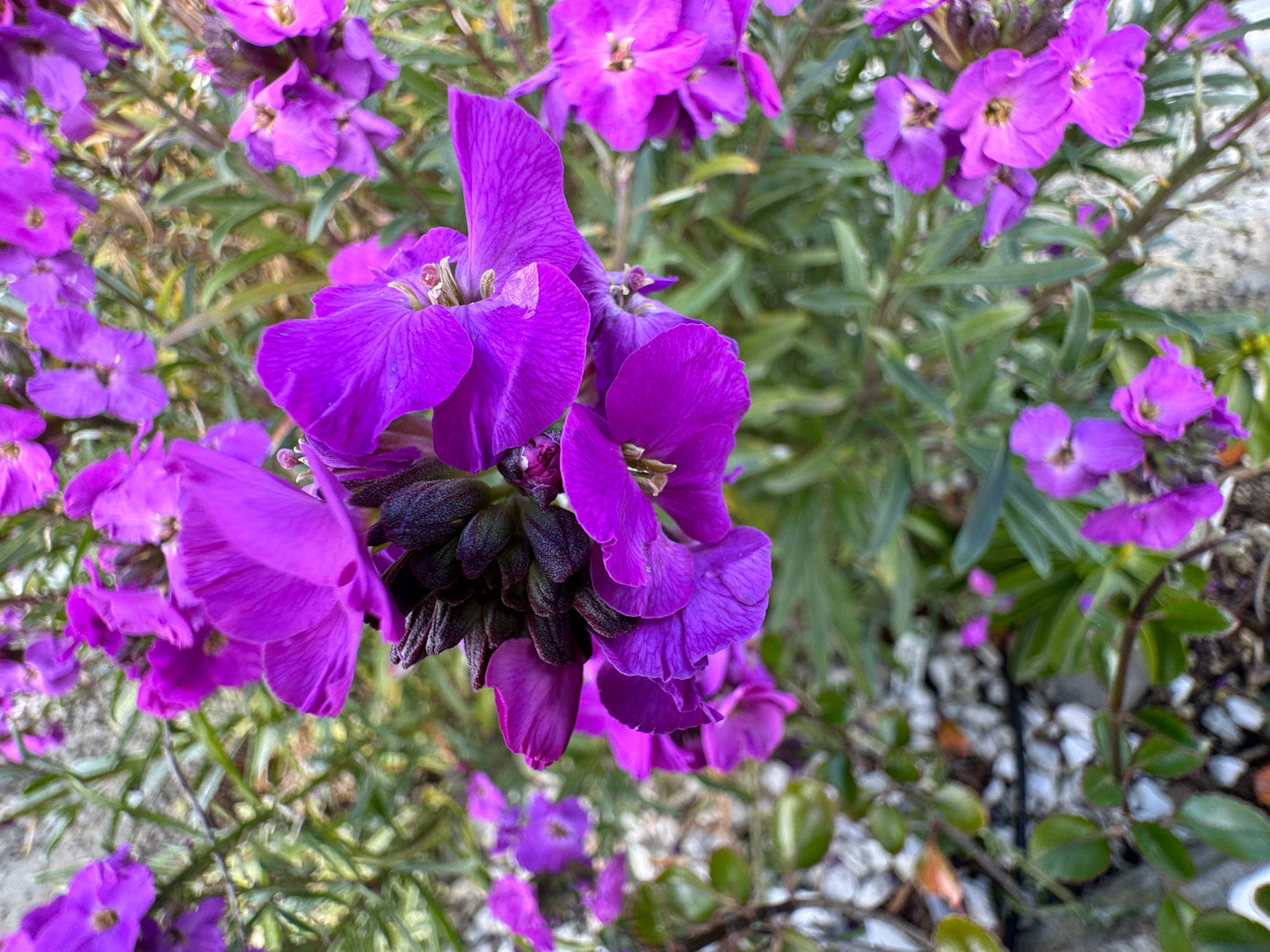 Erysimum  "Beth"