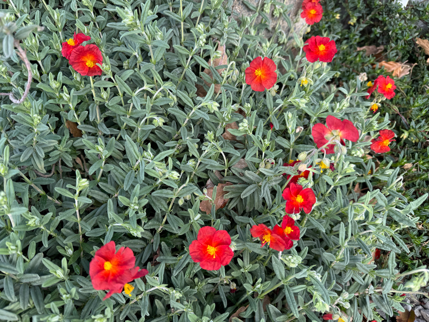 Helianthemum 'Henfield Brilliant'