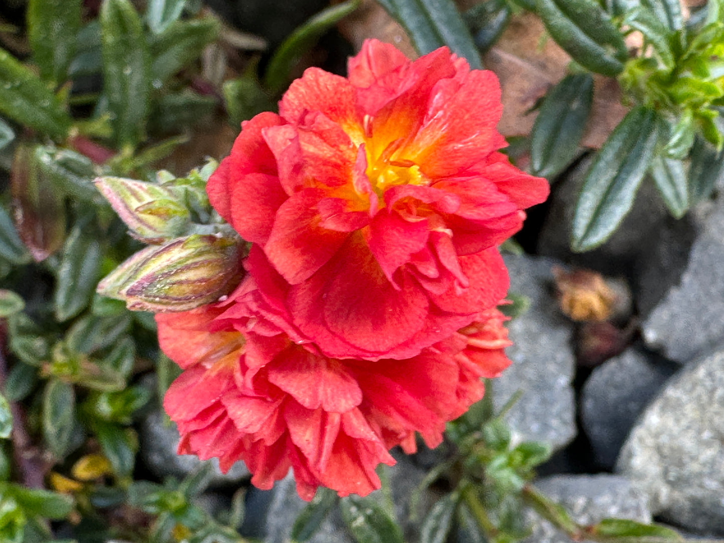 Helianthemum 'Jubilee'