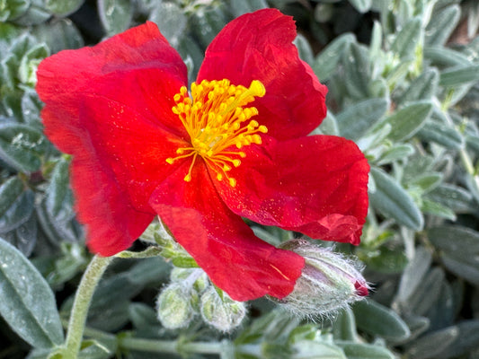 Helianthemum 'Henfield Brilliant'