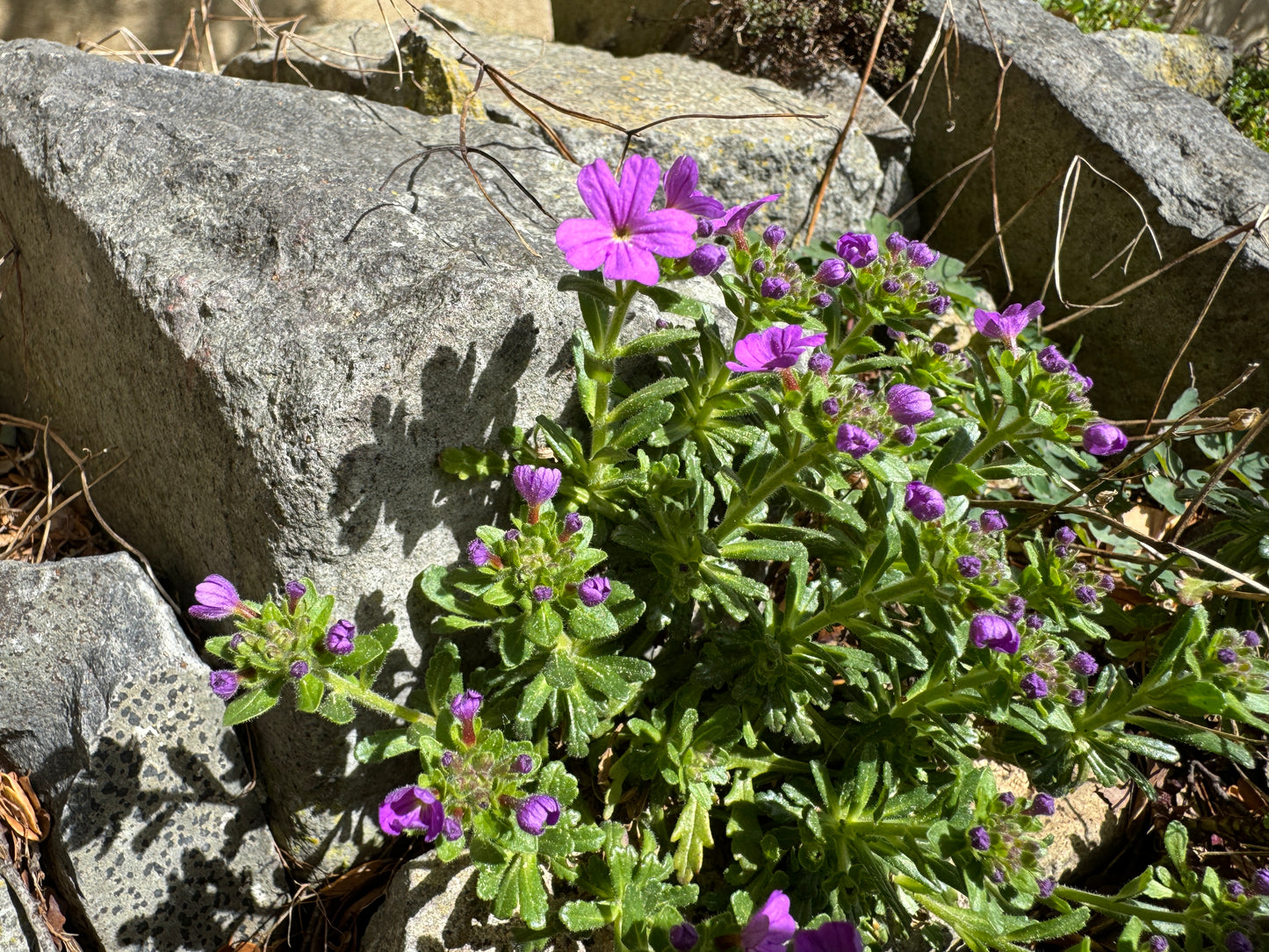 Erinus alpinus