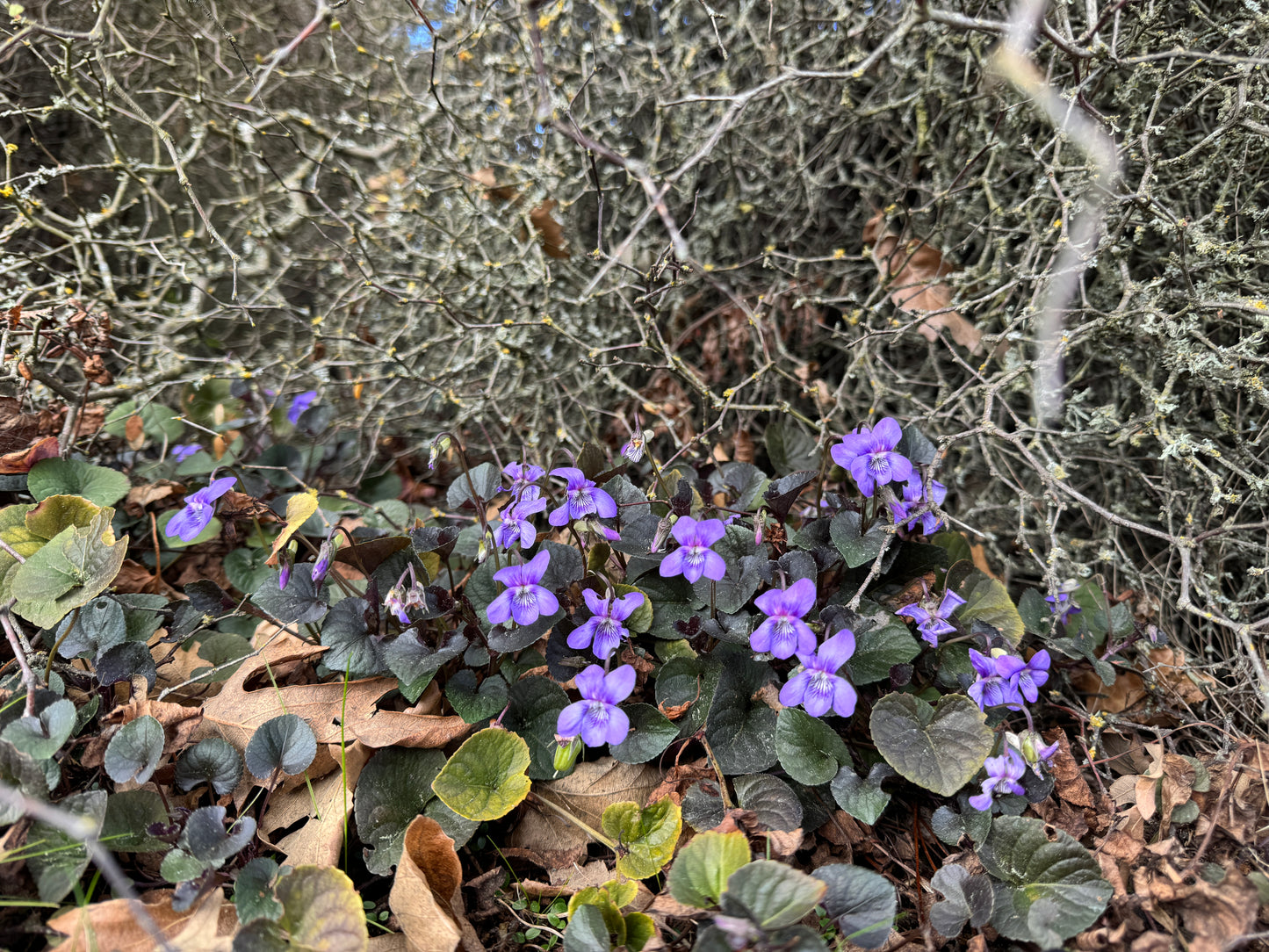 viola labradorica purpurea