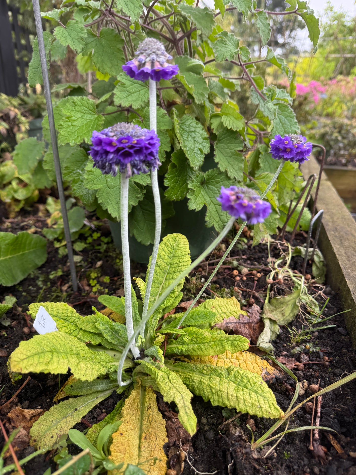 Primula capitata  'Salvana'