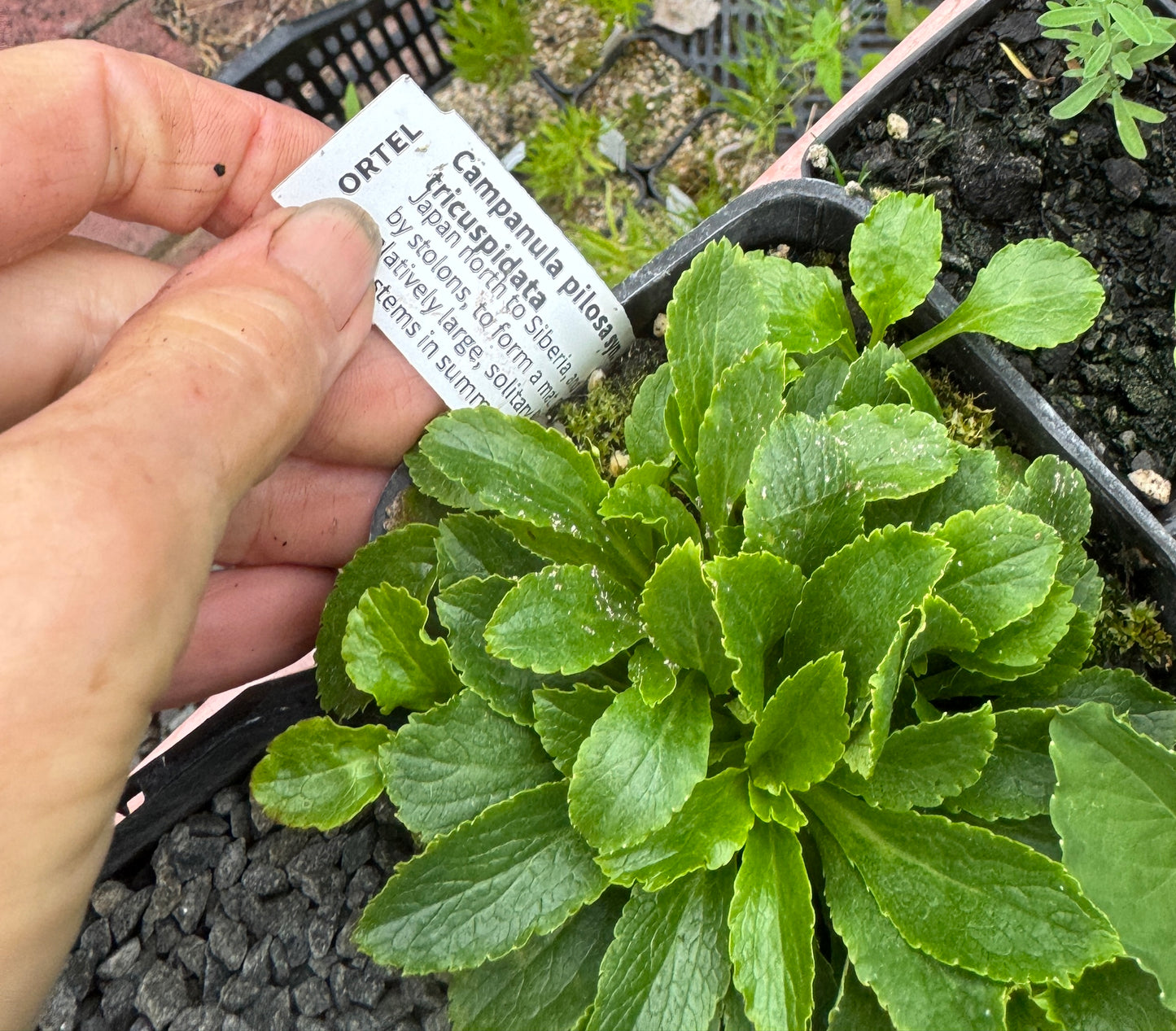 Campanula pilosa syn. Adenophora tricuspidata