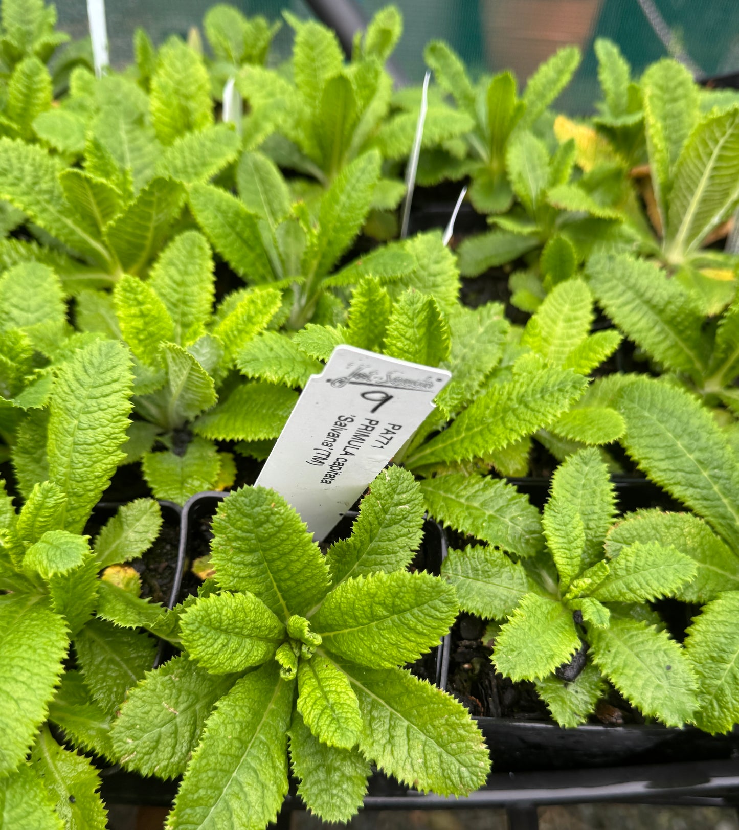Primula capitata  'Salvana'