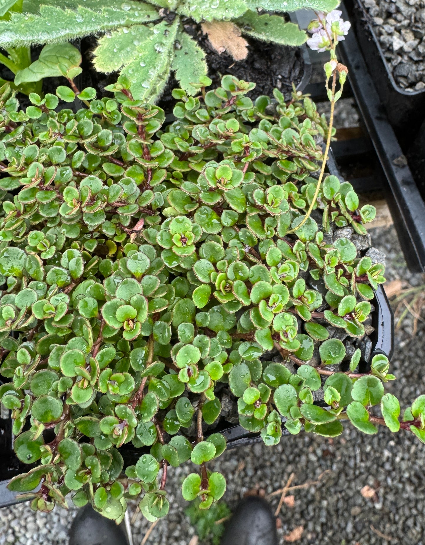 Parahebe decora syn. Veronica bidwillii