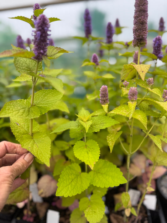 Agastache rugosa  'Golden Jubilee'