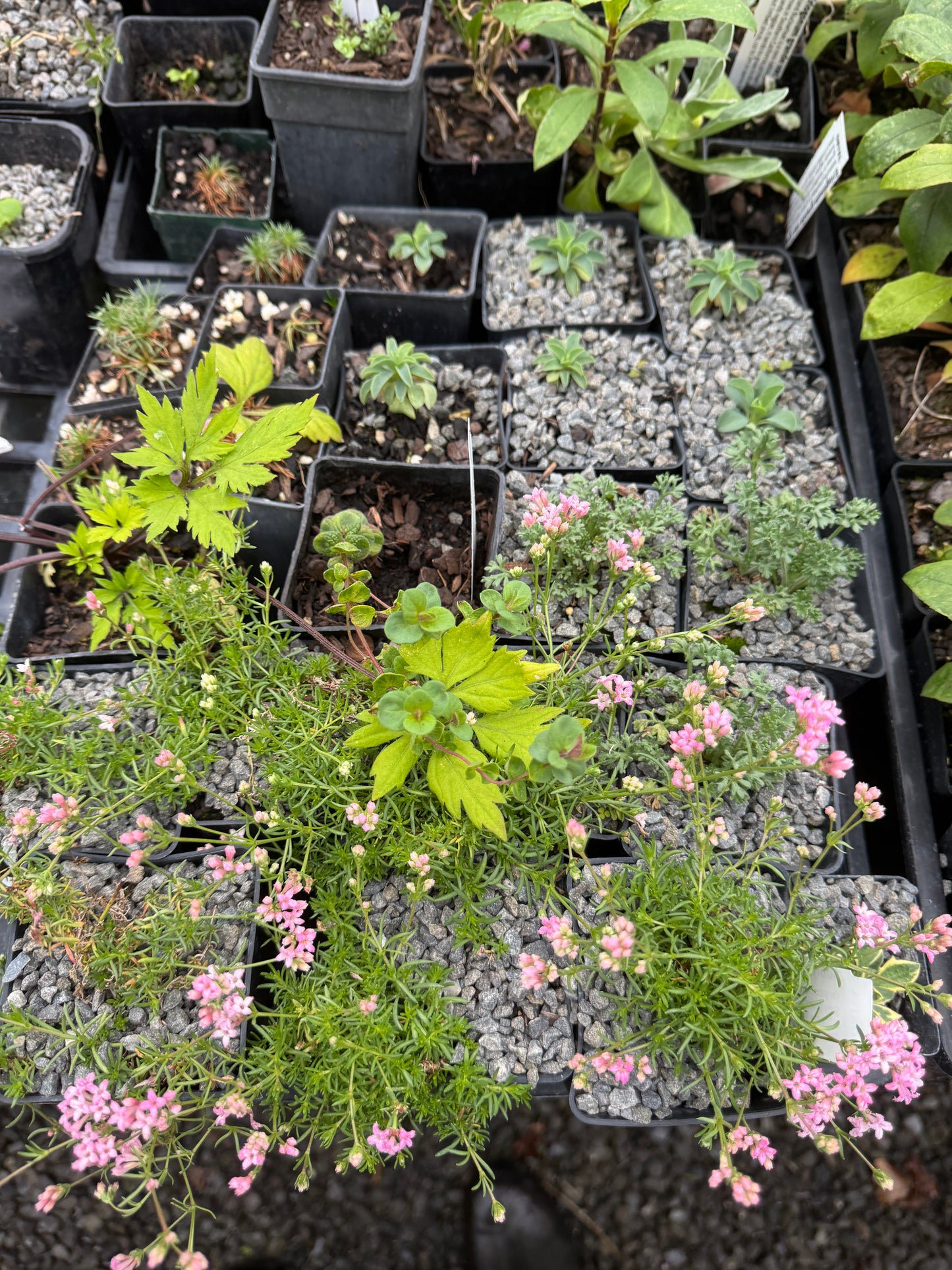 Asperula lilaciflora var caespitosa