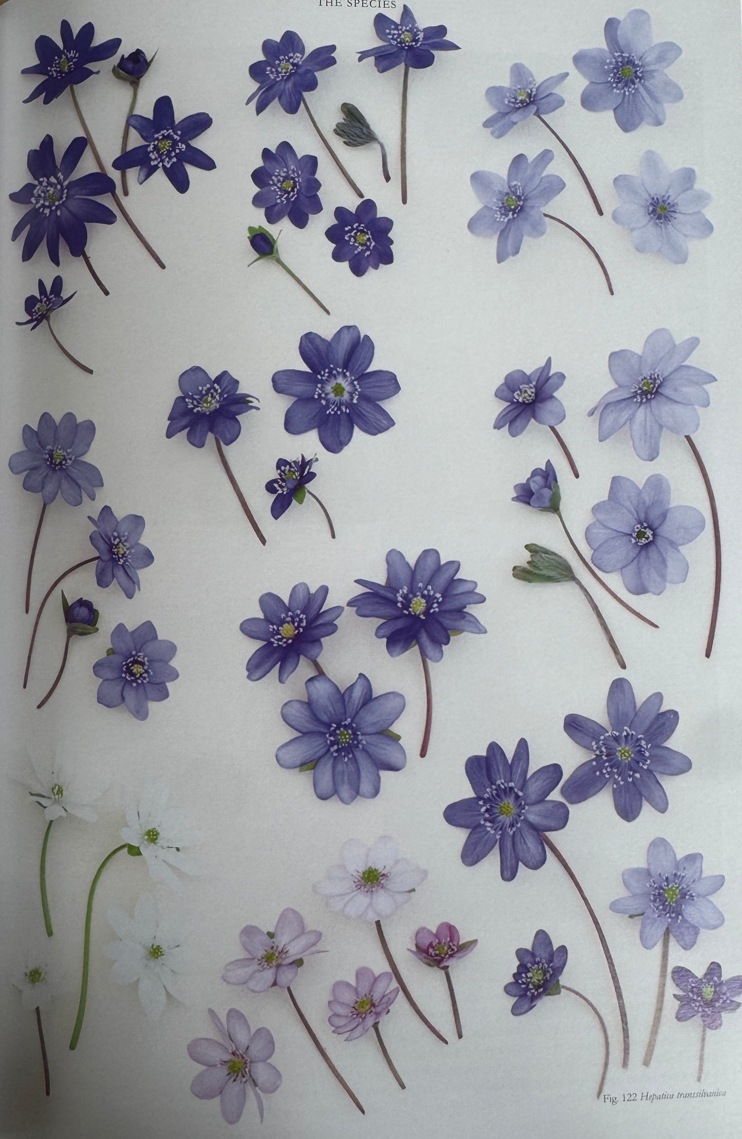 Hepatica transsilvanica