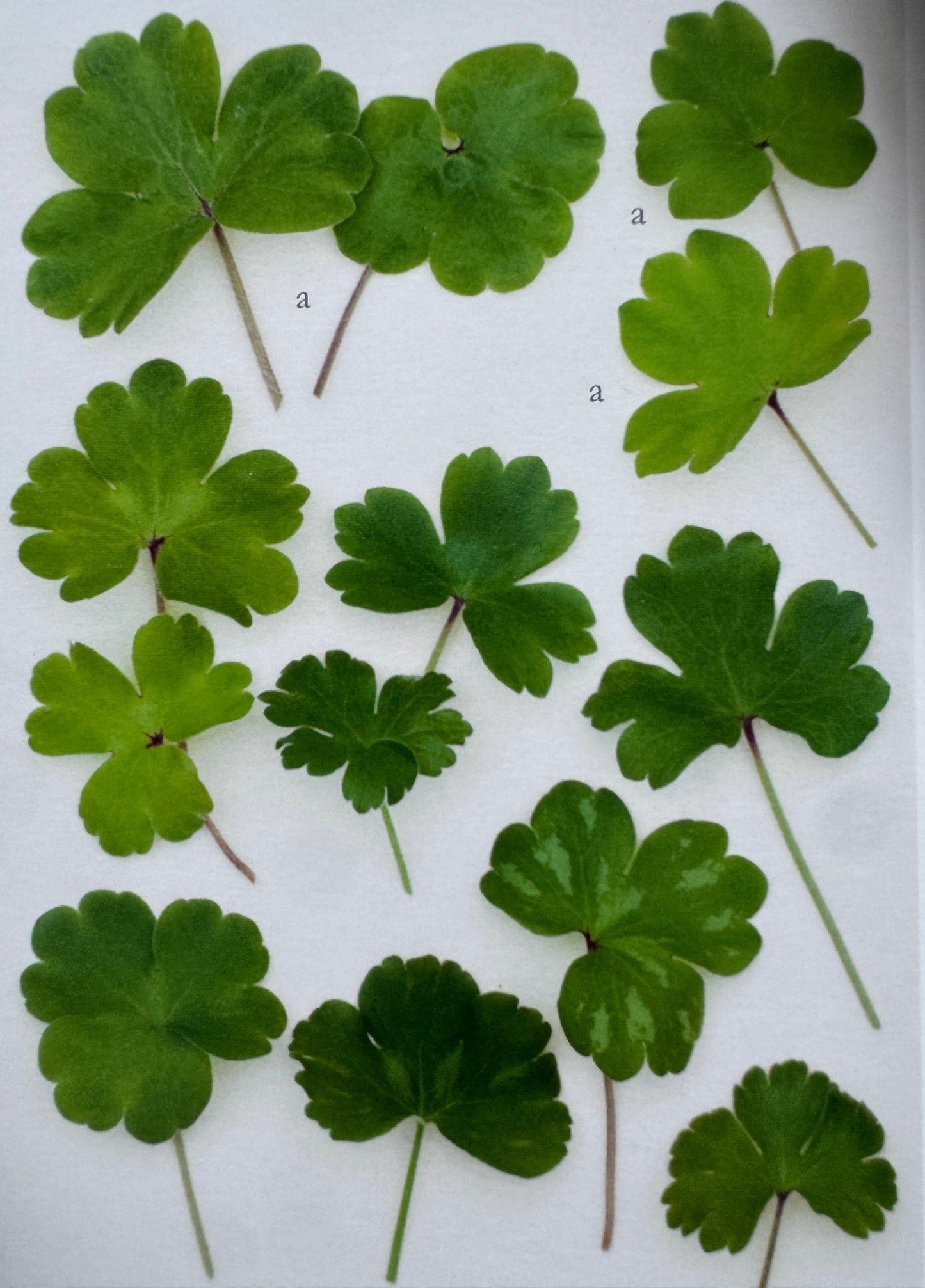 Hepatica transsilvanica