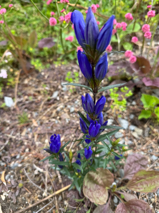 Gentiana pnumonanthe