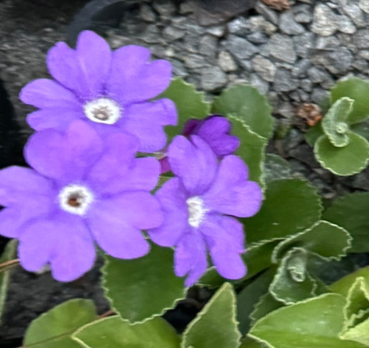 Primula marginata 'Marven'