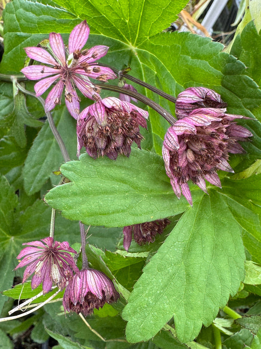 Astrantia major-Hybr. 'Rosensinfonie'
