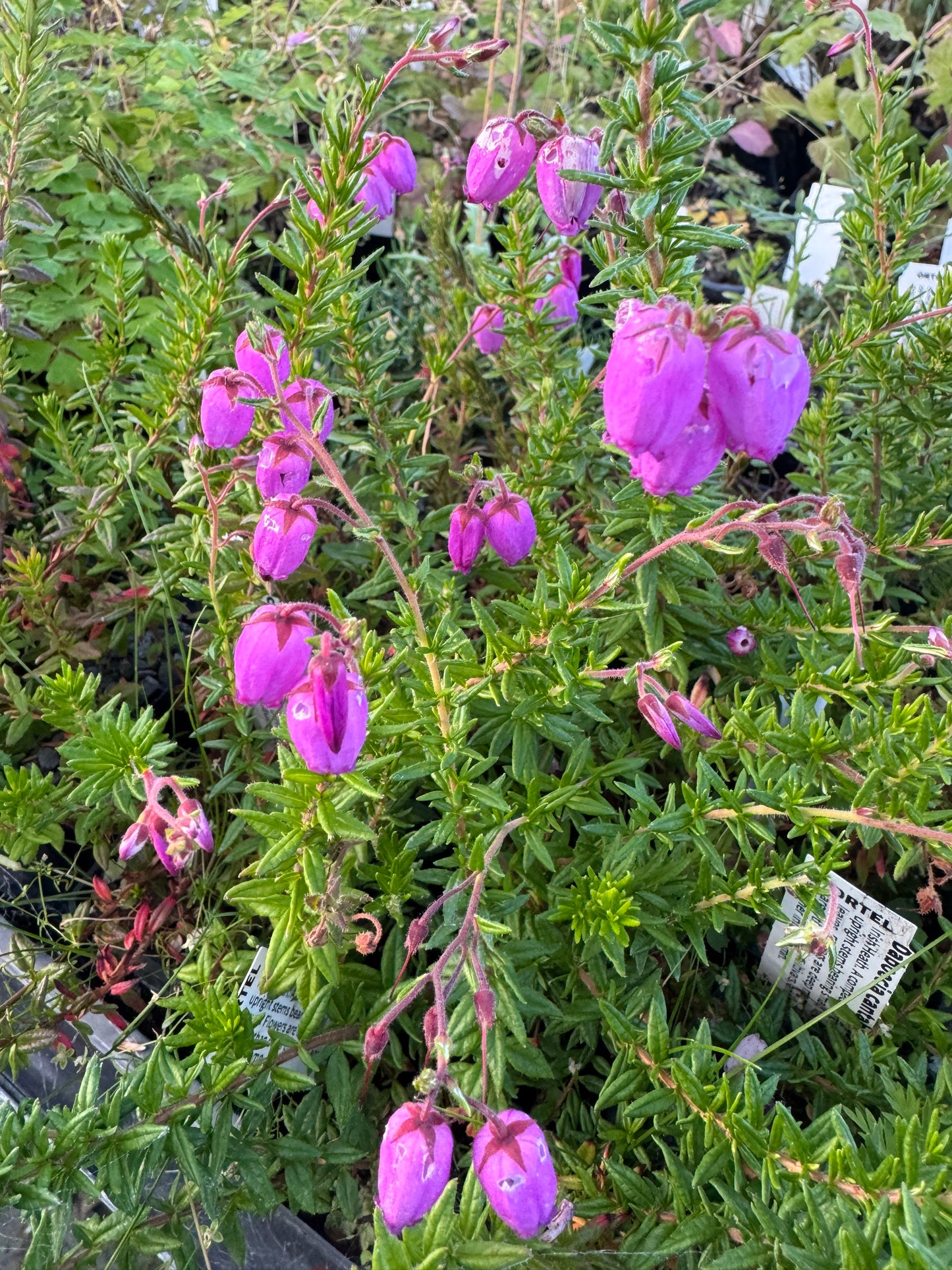 Daboecia cantabrica 'Arielle'