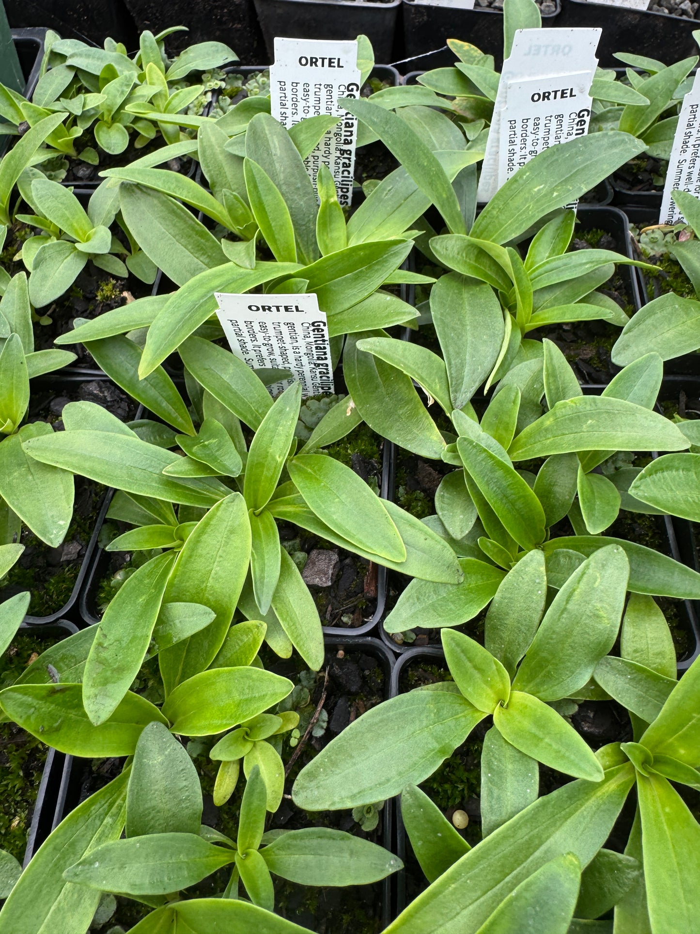 Gentiana  dahurica var. gracileps