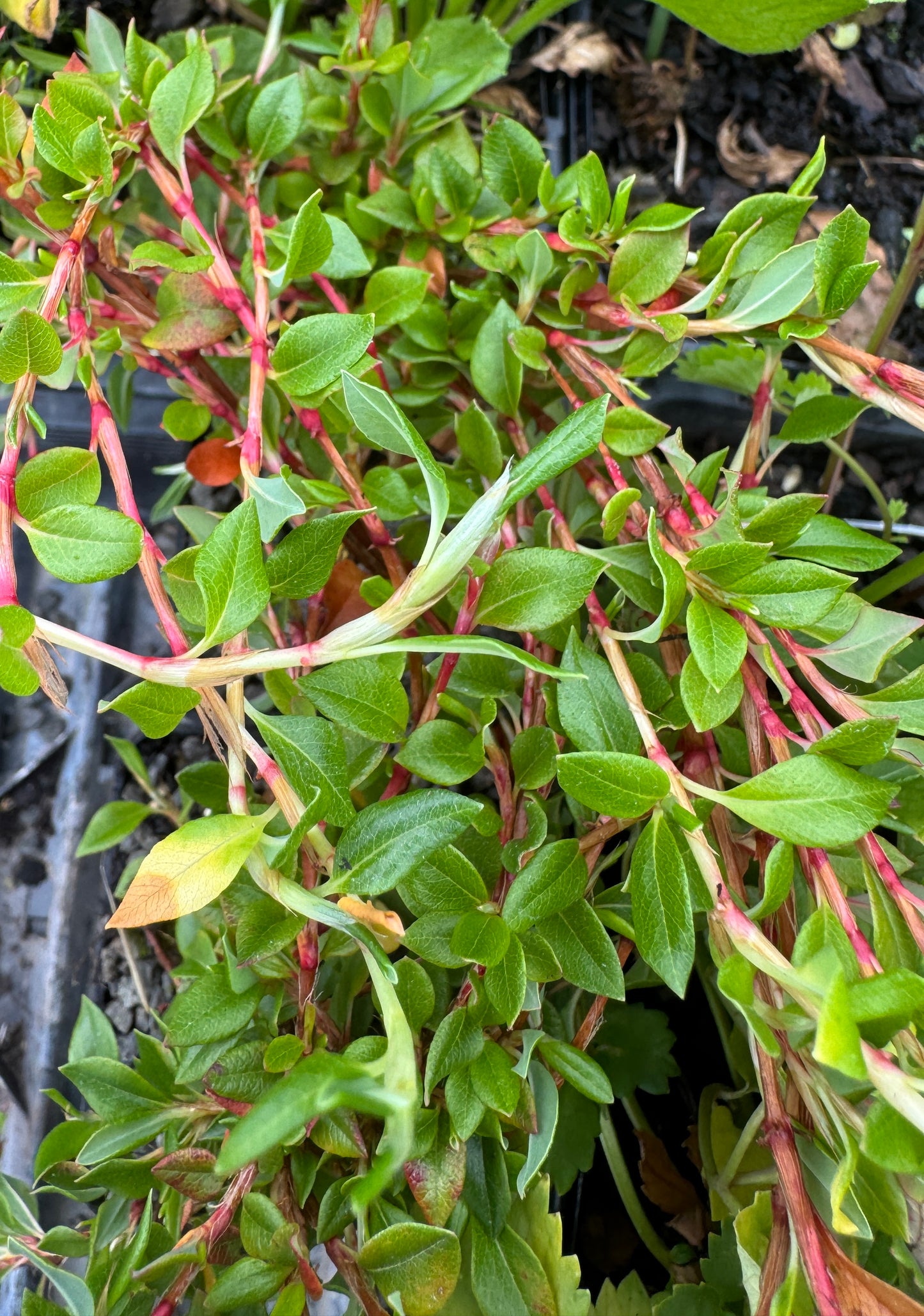 Polygonum vaccinifolium