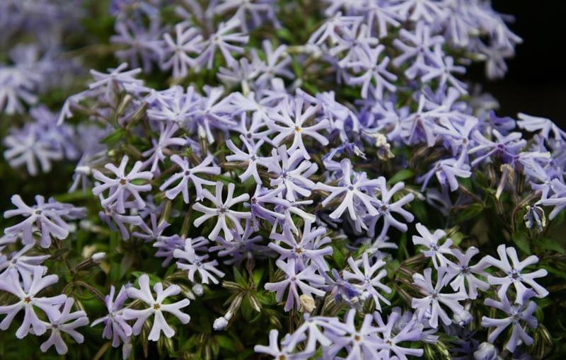 Phlox bifida