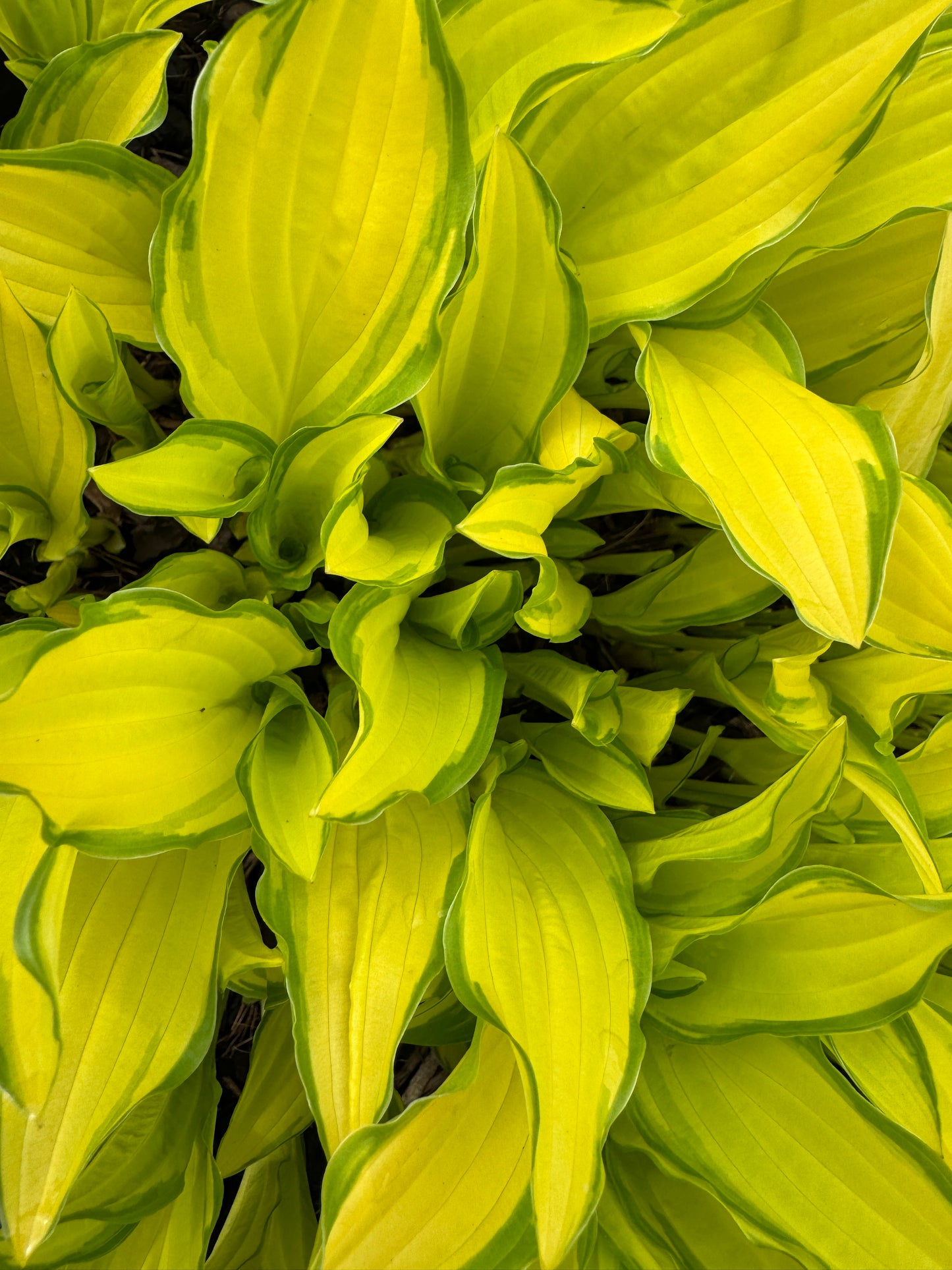 Hosta Lemon Lime