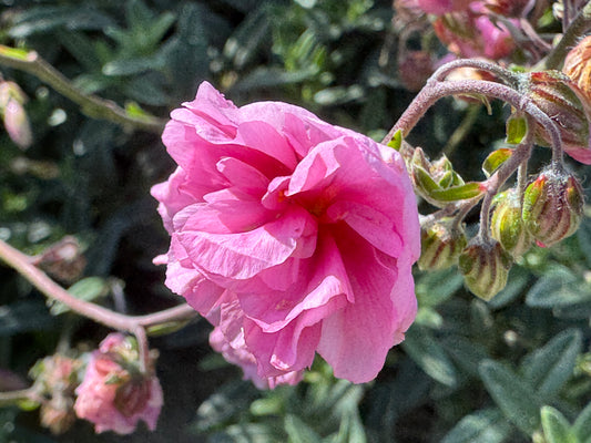 Helianthemum 'Annabel'