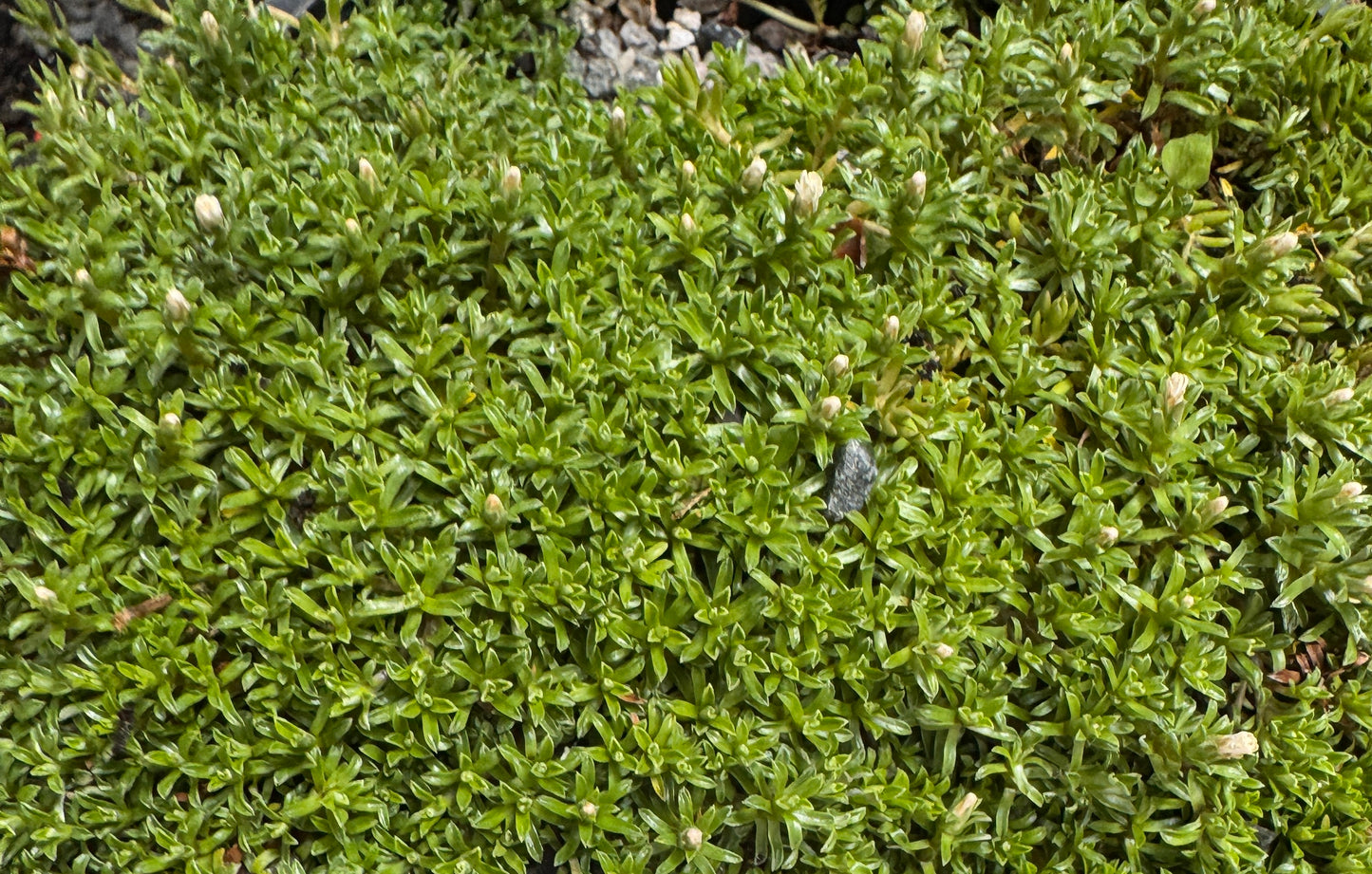 Raoulia subserica