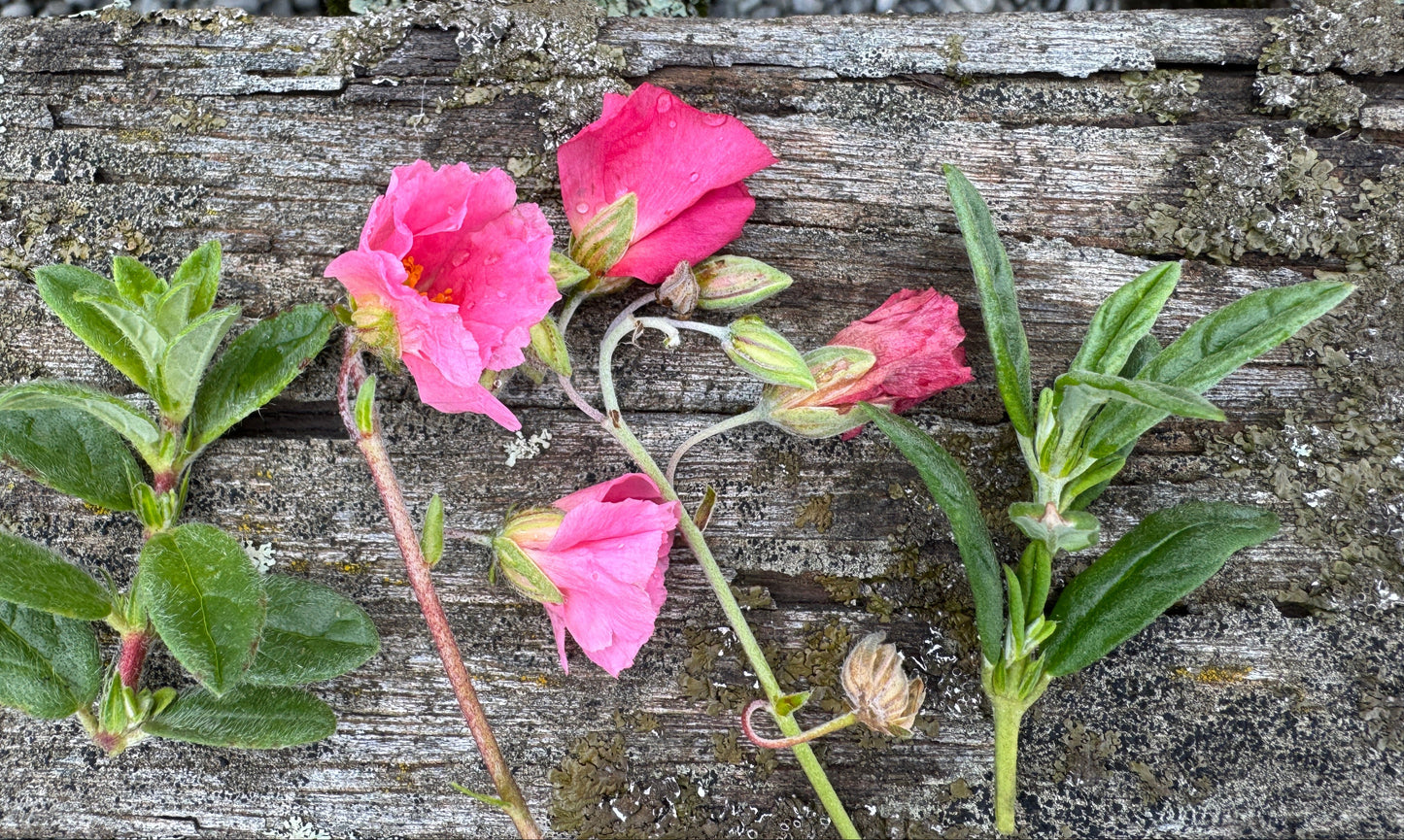 Helianthemum 'Pink Beauty'