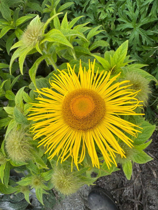Inula hookeri