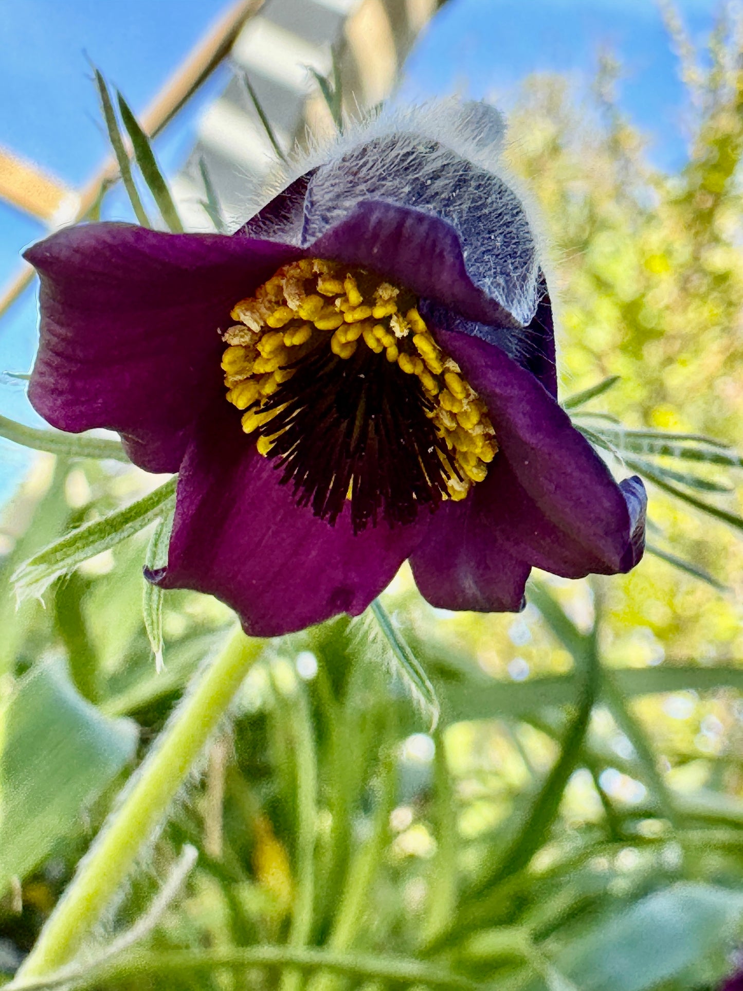 Pulsatilla pratensis subsp. bohemica