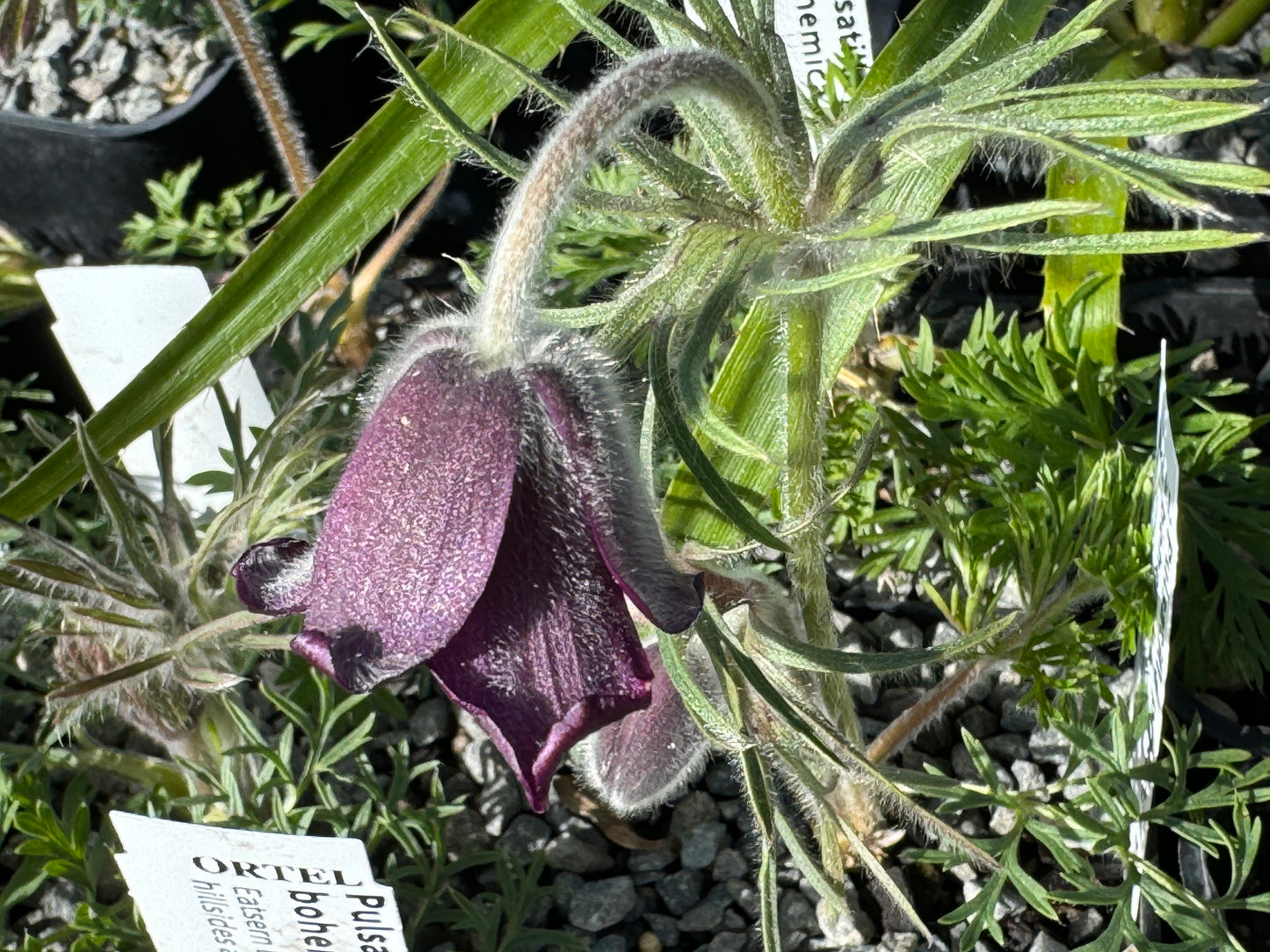 Pulsatilla pratensis subsp. bohemica