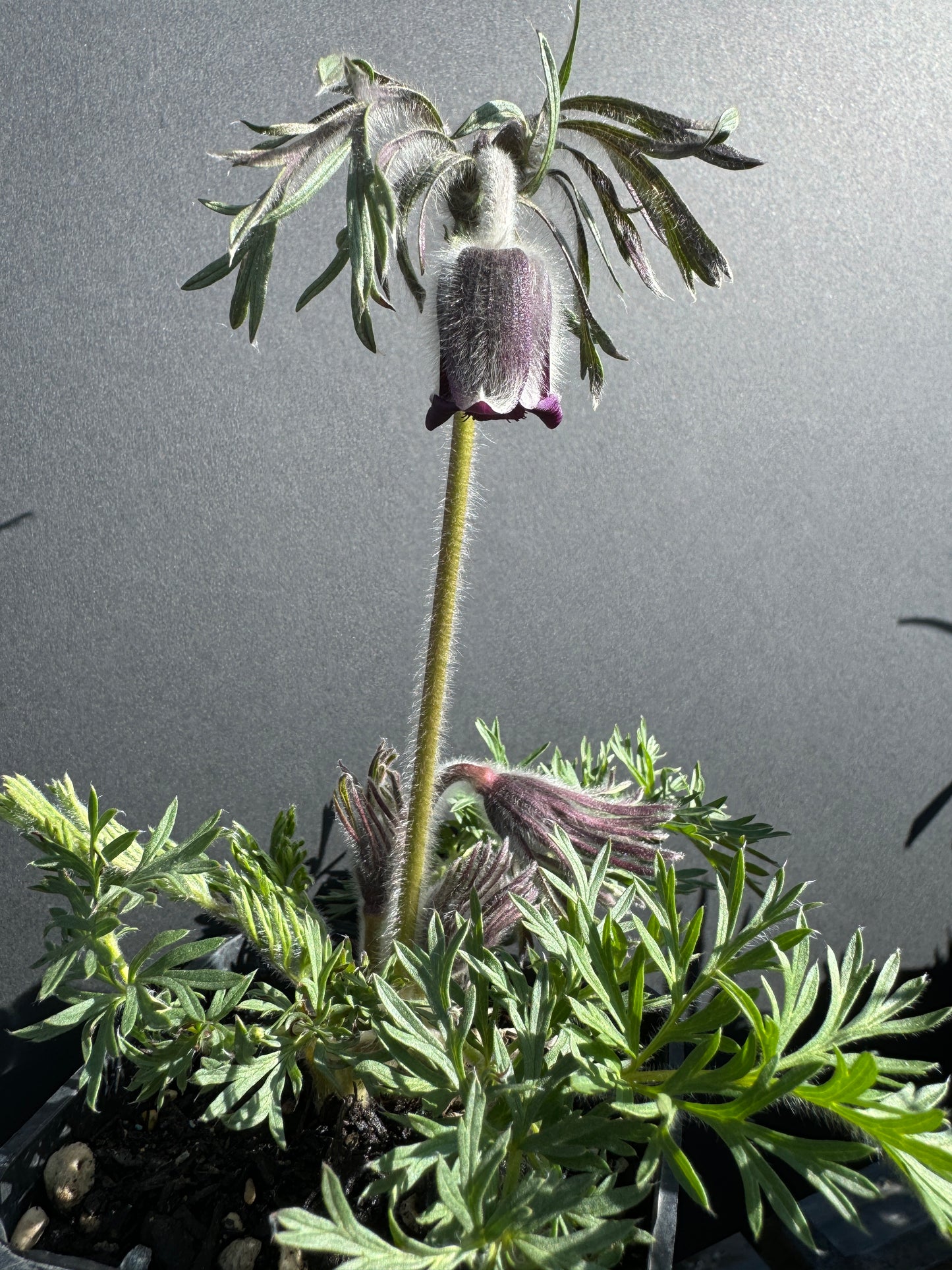 Pulsatilla pratensis subsp. bohemica